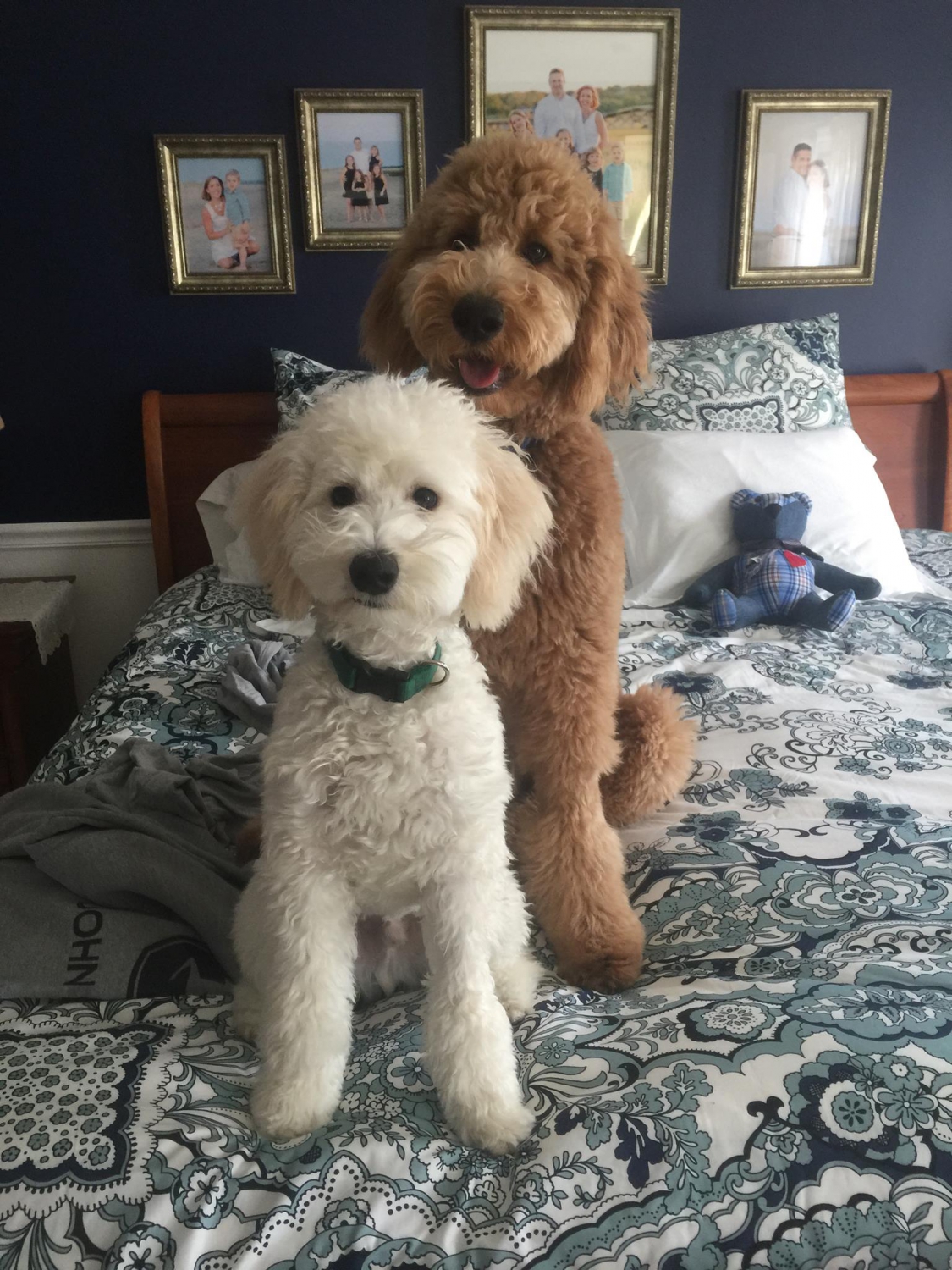 smeraglia's teddy bear schnoodles